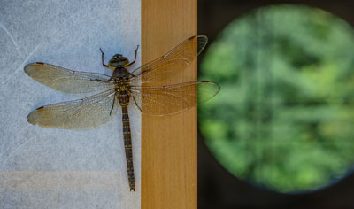 Dragonfly, Nancy Belluscio, On-Site Photography